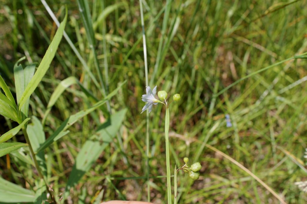 Sisyrinchium montanum